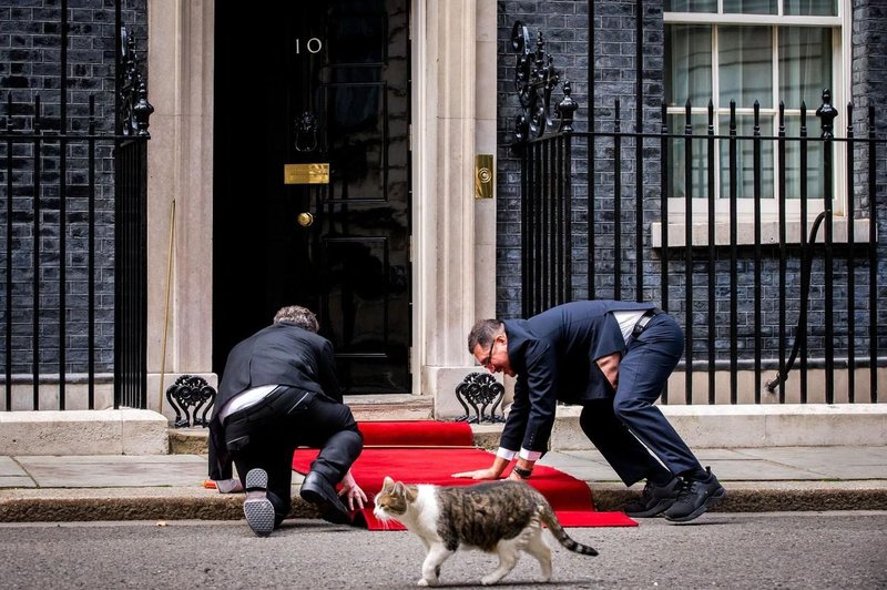 Napetost najvišje stopnje na Downing Streetu: bližnje srečanje Larryja z lisico (foto: profimedia)