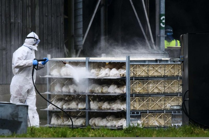 Lahko izbruh ptičje gripe po Evropi prizadene tudi Slovenijo? (foto: Profimedia)