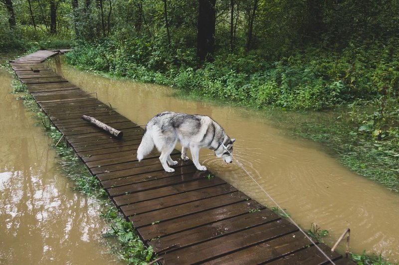 ʺResnično sramota, kakšne lastnike živali imamo v Slovenijiʺ (foto: Profimedia)