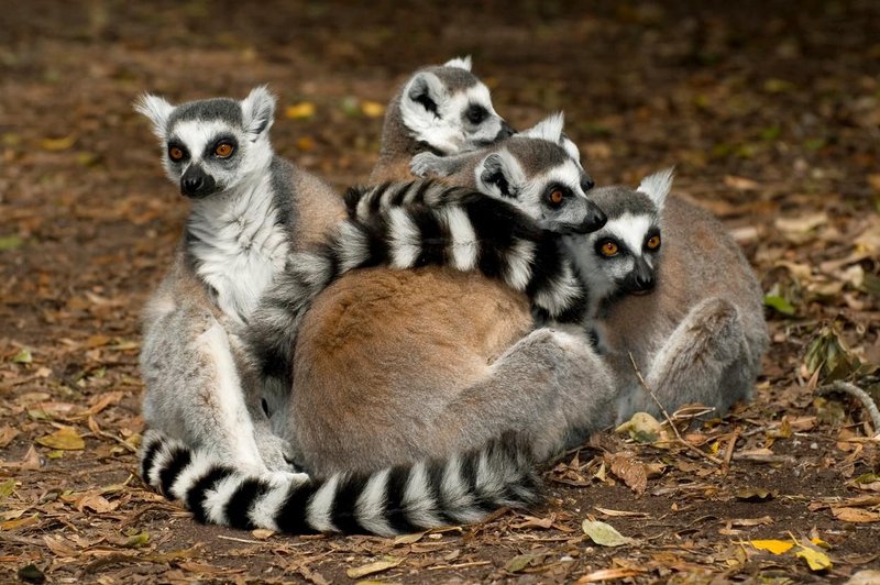 Zaposleni so šokirani: skotili so se štirje pari dvojčkov ogroženih lemurjev (VIDEO) (foto: Profimedia)