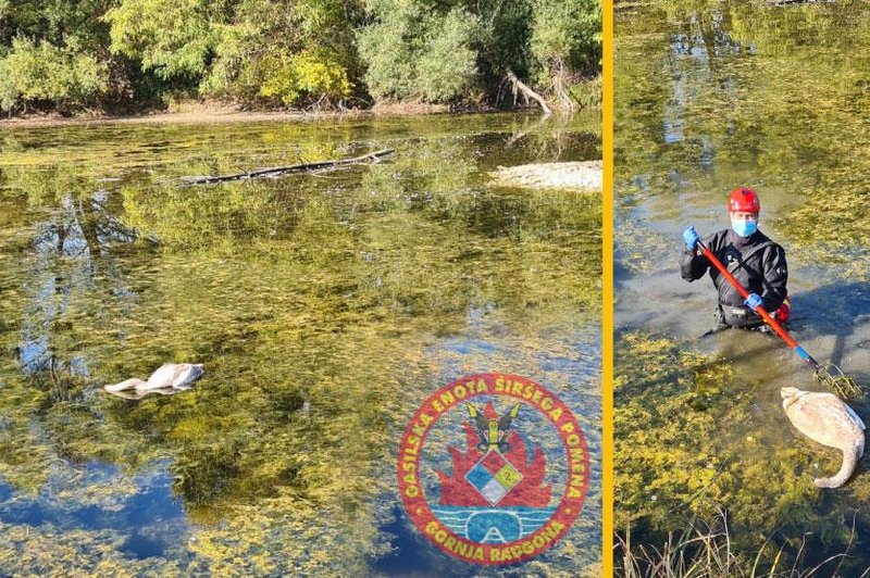 Poginili štirje labodi – kaj je razlog? (foto: PGD Gornja Radgona / www.gornjaradgona.eu)