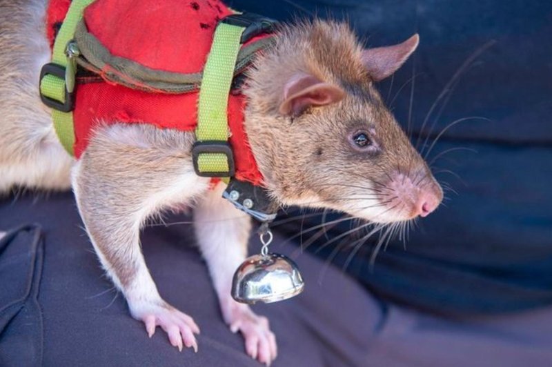 Veljajo za umazane živali, a so tudi zelo koristne: podgane bodo pomagale reševati življenja (foto: herorats/Instagram)