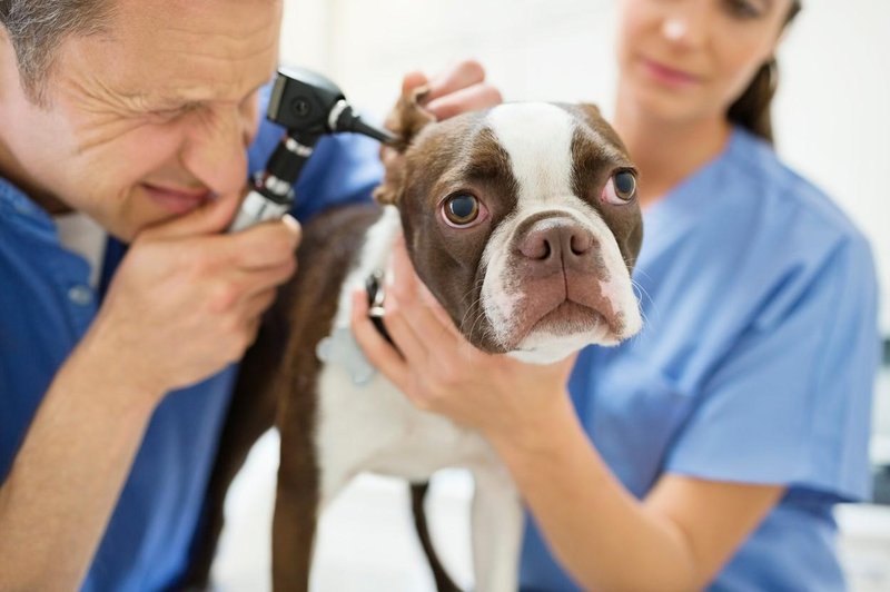 Veterinar razkril 5 pasem psov, ki jih ne bi nikoli imel za svoje ljubljenčke (foto: Profimedia)