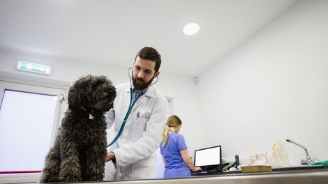 Če psa eno leto ne peljete k veterinarju, je to enako, kot da vi ne bi šli k zdravniku 10 let