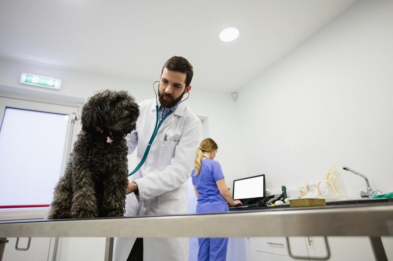 Če psa eno leto ne peljete k veterinarju, je to enako, kot da vi ne bi šli k zdravniku 10 let (foto: Profimedia)