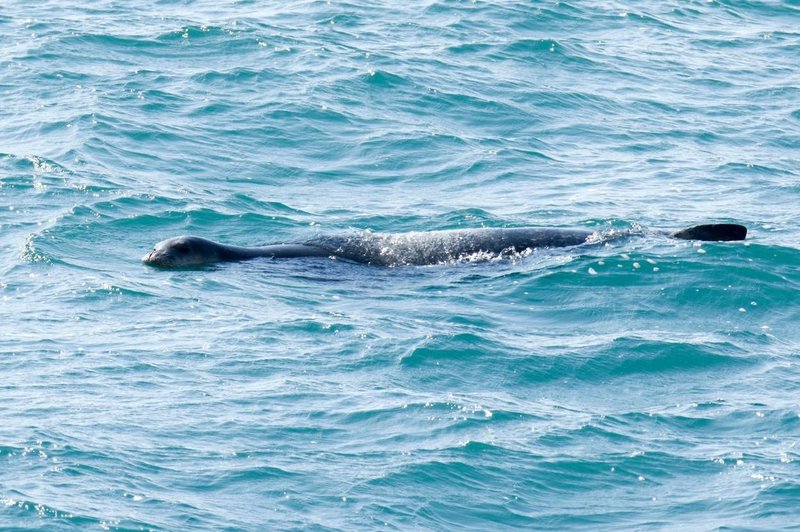 V morju ob Dubrovniku opazili  močno ogroženega sesalca – se po 40 letih vrača?  (VIDEO) (foto: Profimedia)