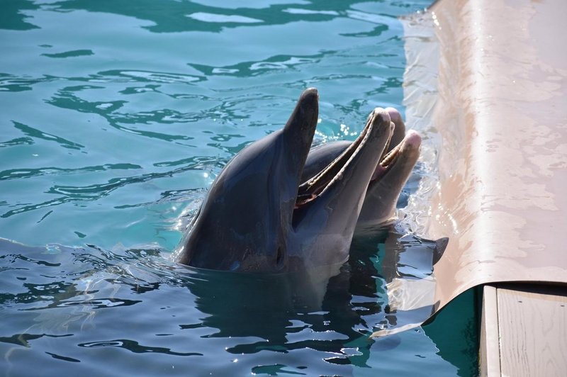 Delfini v najbolj znanem akvariju podhranjeni in agresivni: so v nevarnosti? (foto: Profimedia)