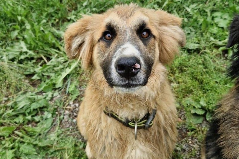 Fredi na oddaljeni kmetiji čaka na človeka, ki bi ga imel rad (foto: Zavod Muri)