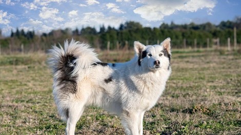 V Ljutomeru na skritem posestvu poteka vzreja starodavne, skoraj izumrle pasme