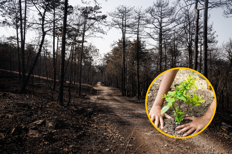 Želeli ste pomagati, zdaj lahko: iščejo prostovoljce pri akciji obnove gozdov na Krasu (foto: Luka Dakskobler/Bobo/Profimedia/fotomontaža)