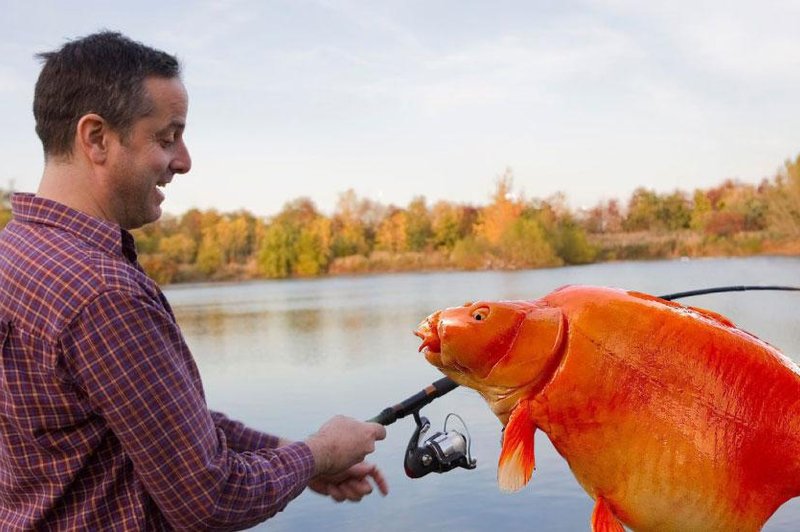 Britanski ribič ujel velikansko zlato ribico (foto: Profimedia/ Facebook/Bluewater Lakes /fotomontaža)