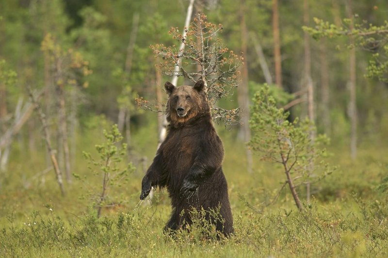 Fotografija je simbolična (foto: Profimedia)