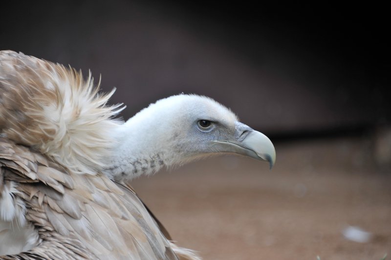 Simbolična fotografija. (foto: Srdjan Živulovič/Bobo)