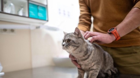 Kdaj moramo mačko nujno peljati k veterinarju?