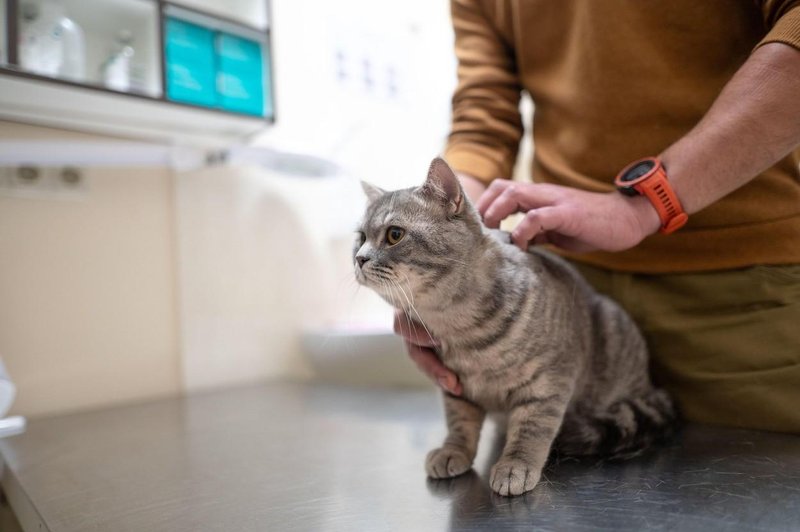 Kdaj moramo mačko nujno peljati k veterinarju? (foto: Profimedia)