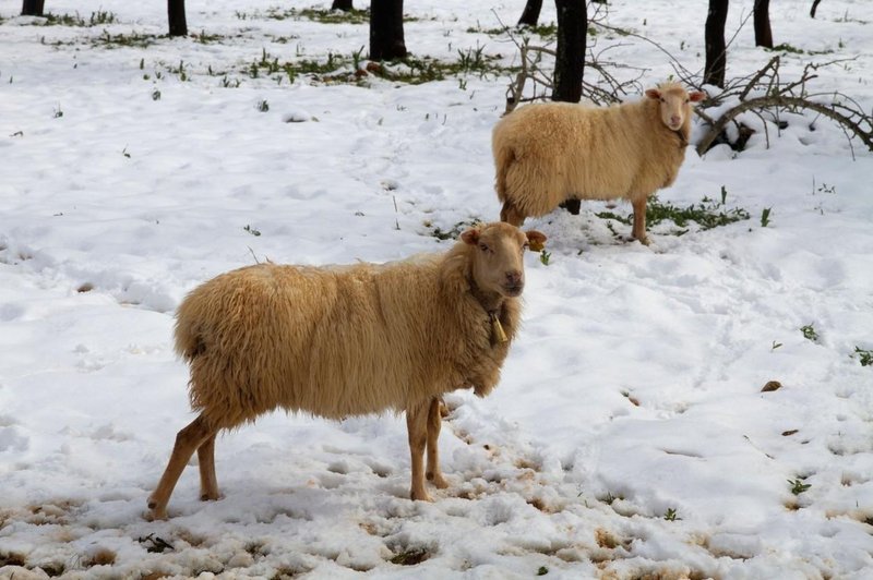 Fotografija je simbolična (foto: Profimedia)