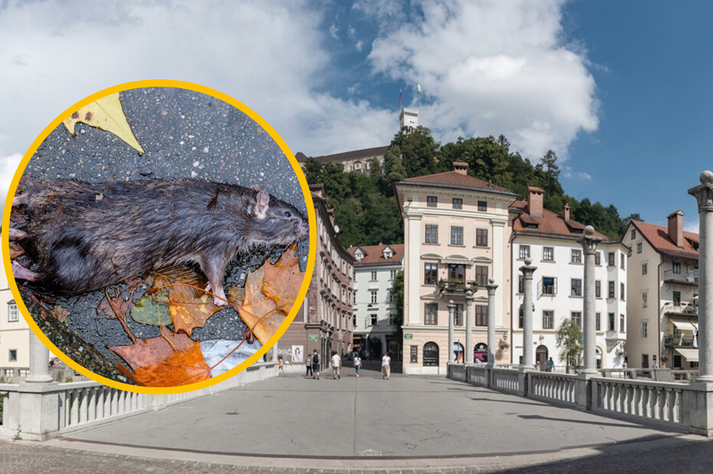 Ljubljano so napadle podgane: na občini že napovedali ukrepe (foto: Profimedia/fotomontaža)