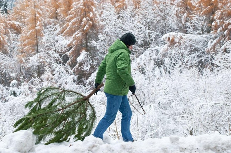 Kakšna je kazen za krajo smreke v gozdu? (foto: Profimedia)