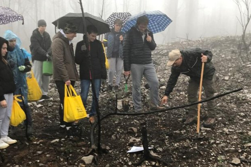 Z dežniki v rokah je več kot 150 srčnih prostovoljcev pomagalo saditi drevesa na Krasu (FOTO) (foto: Center obnove pogorelega Krasa)