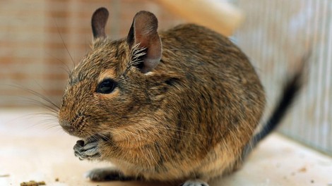 Degu je vedno bolj priljubljen hišni ljubljenček – kaj je na njem tako posebnega?