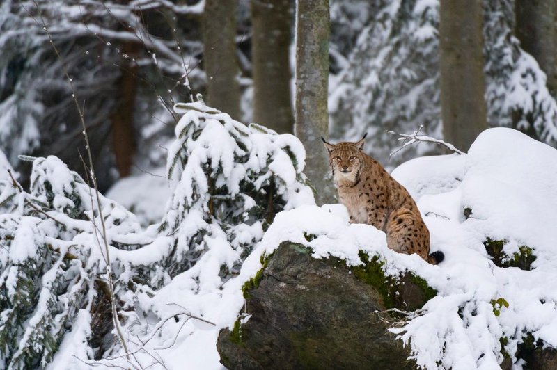 Na Jelovici slovenska ekipa uspešno odlovila risinjo Aido (VIDEO) (foto: Profimedia)