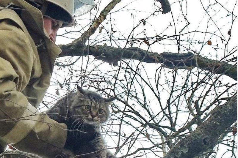 Celjski policisti in velenjski gasilci z visokega drevesa rešili prestrašenega mucka (foto: Profimedia)