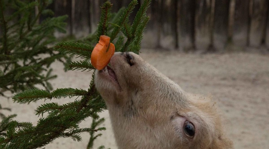 Živali v ZOO Ljubljana so se razveselile daril (VIDEO) (foto: ZOO Ljubljana)