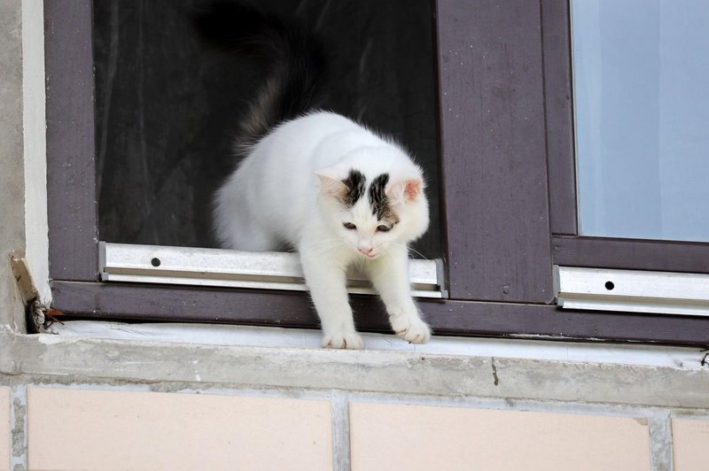 Mački okoli vratu obesil kamero in ugotovil, kaj počne, ko je sama doma - ni ji dolgčas! (VIDEO) (foto: Profimedia)