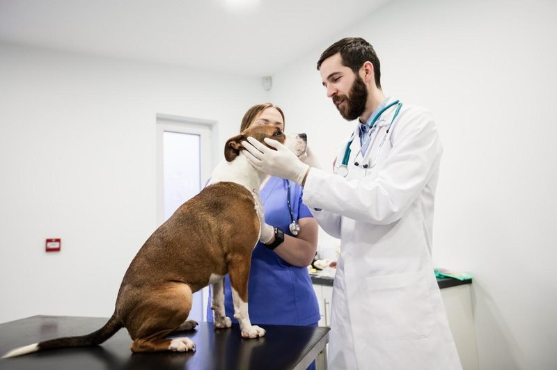 Veterinar izpostavil 4 najboljše pasme psov (foto: Profimedia)