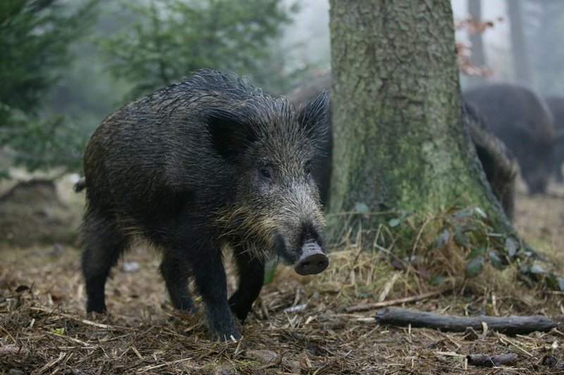 Prebivalci Paga obupani, divje svinje so že vsepovsod (foto: Profimedia)