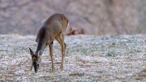 Znano je, zakaj najpogosteje poginejo prostoživeče živali v Sloveniji