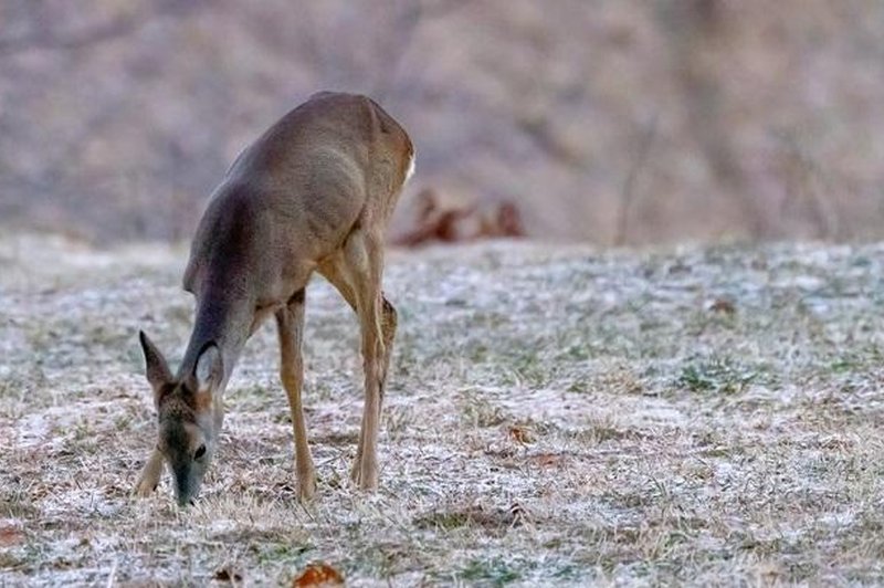 Znano je, zakaj najpogosteje poginejo prostoživeče živali v Sloveniji (foto: Profimedia)