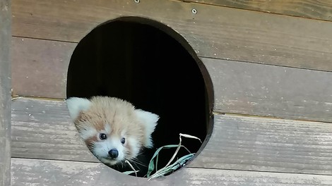 Kaj se dogaja z mladičem mačje pande v ZOO Ljubljana?