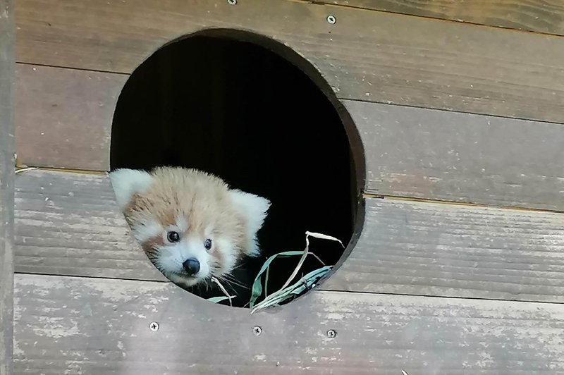 Kaj se dogaja z mladičem mačje pande v ZOO Ljubljana? (foto: Jana Štiftar (ZOO Ljubljana))