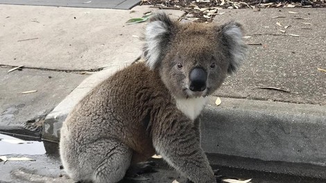 ʺUstavite promet, koala gre čez cesto!ʺ (VIDEO)