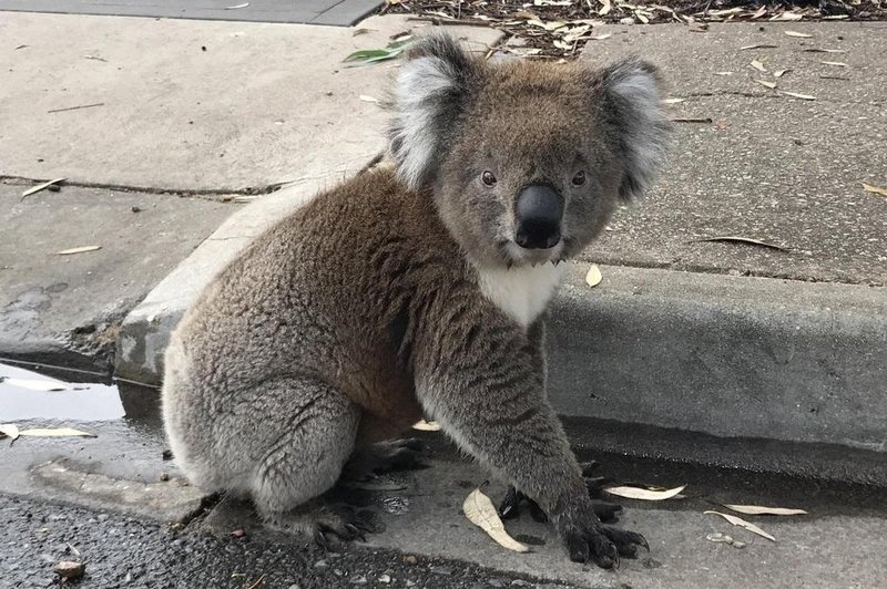 ʺUstavite promet, koala gre čez cesto!ʺ (VIDEO) (foto: Profimedia)