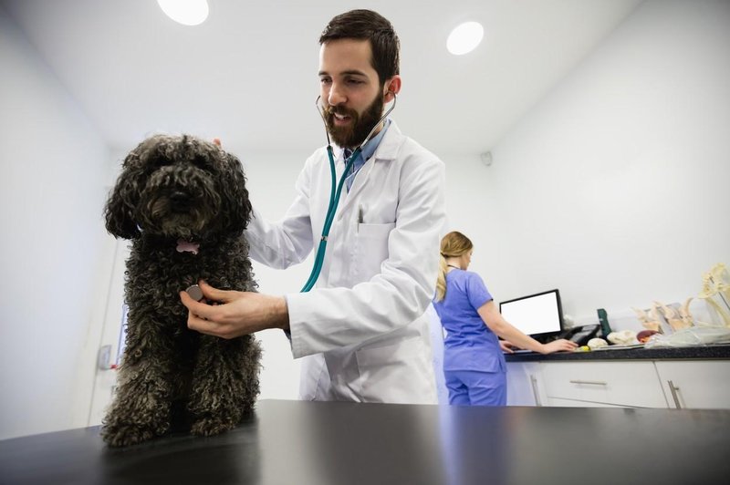 Katerih je 5 najboljših pasem po mnenju veterinarja? (foto: Profimedia)