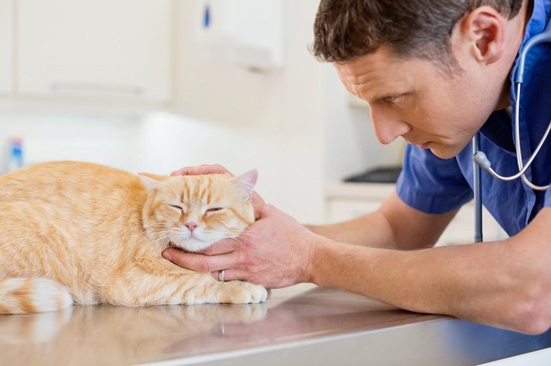 Mačke pri veterinarju pol manjkrat kot psi: ʺTo je velik problemʺ (foto: Profimedia)