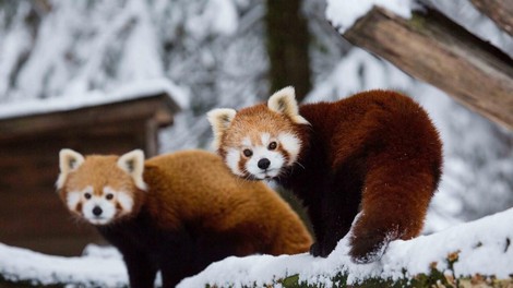 ZOO Ljubljana pod snežno odejo: nekatere živali prav uživajo (VIDEO)