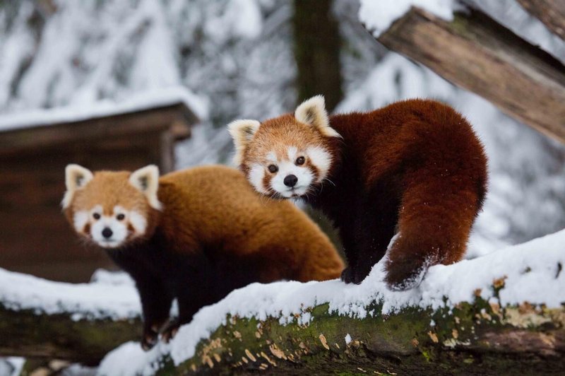 ZOO Ljubljana pod snežno odejo: nekatere živali prav uživajo (VIDEO) (foto: ZOO Ljubljana)