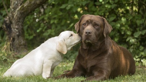 Zakaj imajo čokoladni labradorci krajšo življenjsko dobo kot pa zlati ali črni?