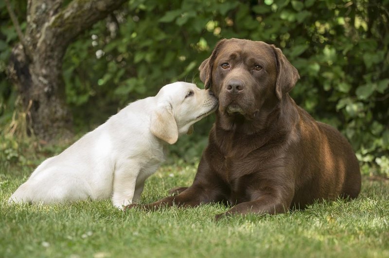 Zakaj imajo čokoladni labradorci krajšo življenjsko dobo kot pa zlati ali črni? (foto: Profimedia)