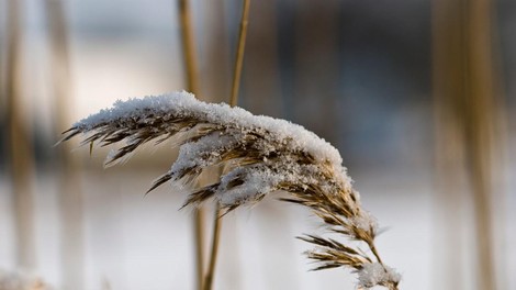 Pred nami so hladni dnevi, temperature bodo padle pod ledišče