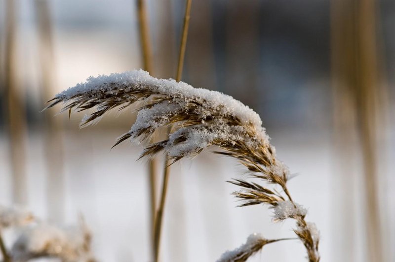 Pred nami so hladni dnevi, temperature bodo padle pod ledišče (foto: Profimedia)