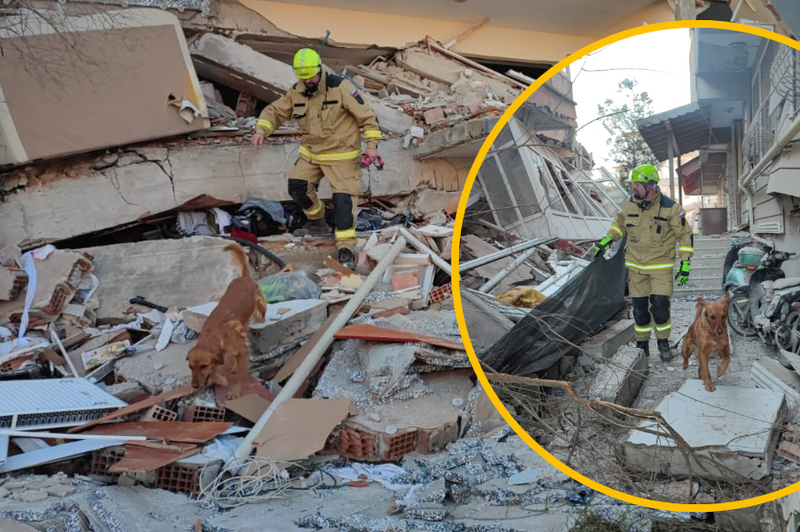 Slovenski heroji požrtvovalno v Turčiji: psi so že zaznali življenja pod ruševinami (FOTO) (foto: Twitter/Uprava za zaščito in reševanje/fotomontaža)