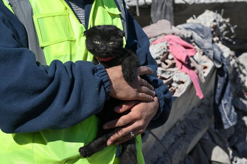 Reševalcem vrnila upanje: 178 ur po potresu iz ruševin potegnili živo mačko (VIDEO) (foto: Profimedia)