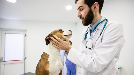 Kdaj prehlad pri psu zahteva nujen obisk veterinarja?