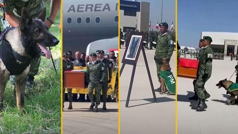 Ganljivo slovo: psa, ki je poginil med reševanjem, pokopali z vojaškimi častmi (VIDEO)