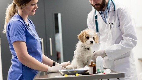 Prehitra sterilizacija psičke ima lahko usodne posledice