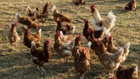 Panika med pridelovalci mesa na Gorenjskem: pobili več kot tisoč kokoši